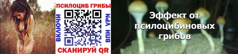hydra зеркало  цены   Сенгилей  мориарти телеграм  Псилоцибиновые грибы Cubensis 